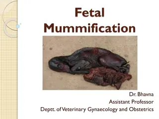 Understanding Fetal Mummification in Domestic Animals