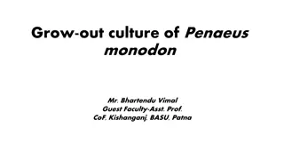 Overview of Penaeus Monodon Grow-Out Culture