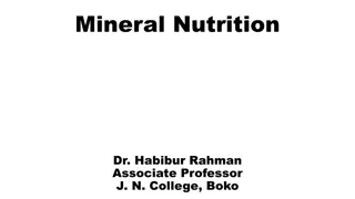 Plant Mineral Nutrition: Importance and Study Methods