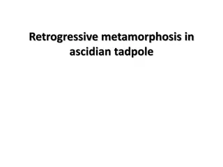 Retrogressive Metamorphosis in Ascidian Tadpoles