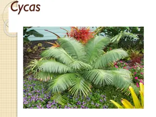 Understanding Cycas: A Detailed Look at the Morphology and Characteristics