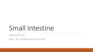 Understanding the Anatomy of the Small Intestine: Duodenum, Jejunum, and Ilium