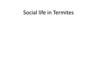 Fascinating Insights into the Social Life of Termites