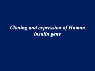 Human Insulin Gene Expression and Production