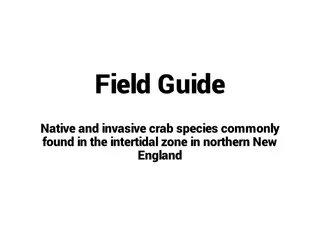 Field Guide to Native and Invasive Crab Species in Northern New England Intertidal Zone