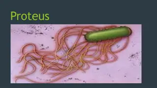 Proteus Bacteria: Historical Significance, Pathogenesis, and Laboratory Diagnosis