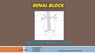 Renal Block Pathology Practical: Anatomy and Histology Overview