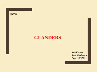 Understanding Glanders: Causes, Symptoms, and Transmission
