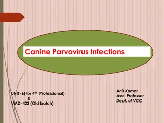 Canine Viral Infection: A Comprehensive Overview