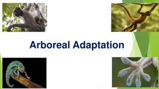 Arboreal Adaptation in Animals