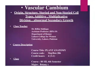 Vascular Cambium in Plant Anatomy