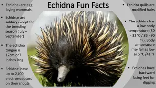 Fascinating Facts About Echidnas - Quirks of Egg-Laying Mammals