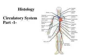 The Circulatory System and Blood Vessels in Histology