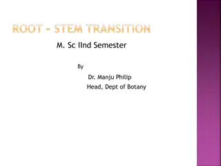 Vascular Transition in Root-Stem Structure