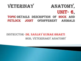 Veterinary Anatomy: Tarsal Bone Structure and Ligaments