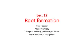 Root Development in Tooth Growth Process