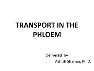 Transport in the Phloem: A Detailed Overview by Ashish Sharma, Ph.D.