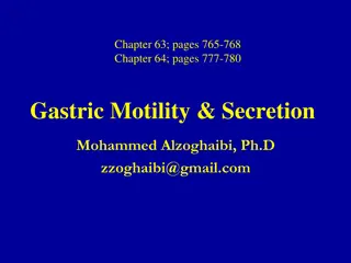 Gastric Motility and Secretion in the Stomach