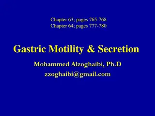Understanding Gastric Motility and Secretion in the Stomach