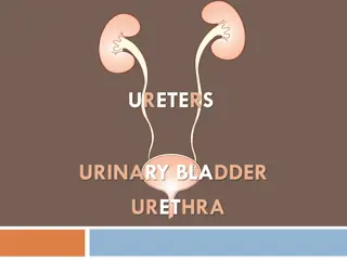 The Anatomy of Ureters, Urinary Bladder, and Urethra