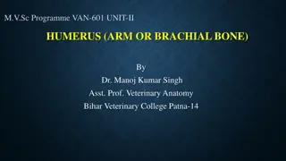 Anatomy of the Humerus Bone in Veterinary Science