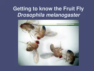 Exploring Drosophila Melanogaster: A Model Organism for Genetics Research