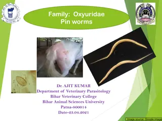 Understanding Oxyuris equi: Horse Pinworm Infection