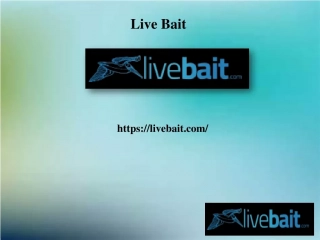Cast Fishing Nets, livebait.com