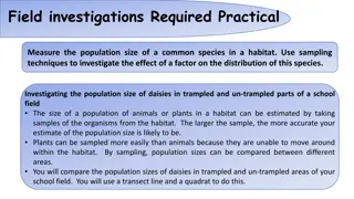 Population Size Investigation of Daisies in School Field