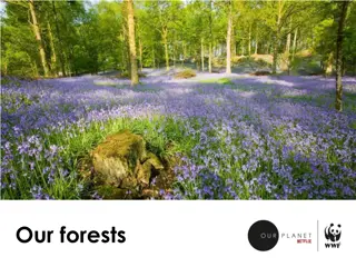 Explore the Importance of Forests and How to Protect Them