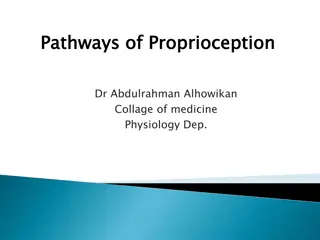 Proprioception Pathways in Physiology