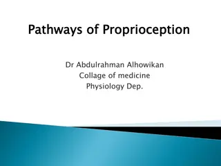 Understanding Proprioception Pathways in Physiology
