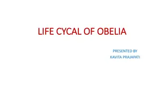 Understanding the Life Cycle of Obelia: A Detailed Exploration by Kavita Prajapati