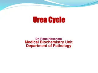 The Urea Cycle in Biochemistry