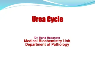 Understanding the Urea Cycle in Biochemistry