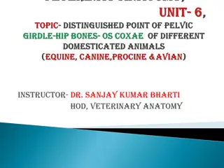 Veterinary Anatomy: Pelvic Structures and Sexual Dimorphism in Animals