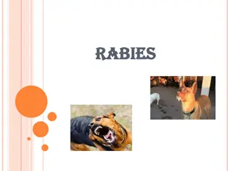 Rabies: Causes, Symptoms, and Prevention