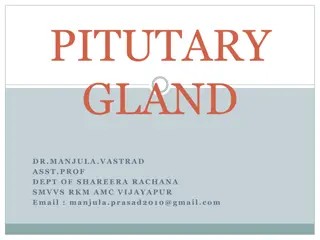 Overview of Pituitary Gland: Structure, Function, and Relationships