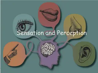 Sensation and Perception in Psychology