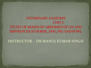 Comparative Study of Abdominal Bones in Various Animals