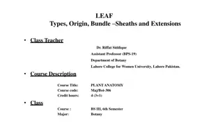 The Anatomy of a Leaf in Plant Biology