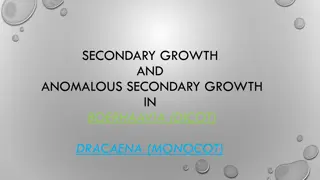 Secondary Growth in Plants: Boerhaavia (Dicot) vs. Dracaena (Monocot)