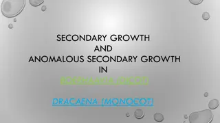 Understanding Secondary Growth in Plants: Boerhaavia (Dicot) vs. Dracaena (Monocot)