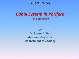 Canal System in Porifera: A Detailed Exploration by Dr. Sabzar A. Dar