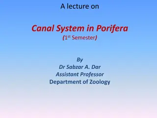 Understanding Canal System in Porifera: A Detailed Exploration by Dr. Sabzar A. Dar