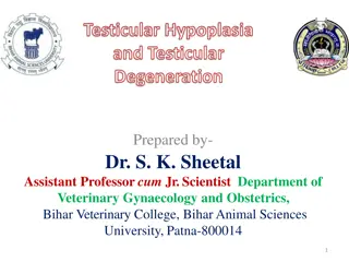 Testicular Hypoplasia and Degeneration in Veterinary Medicine