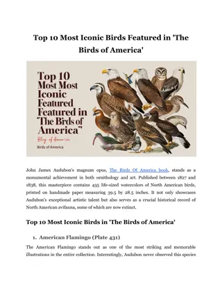 Top 10 Most Iconic Birds Featured in 'The Birds of America'