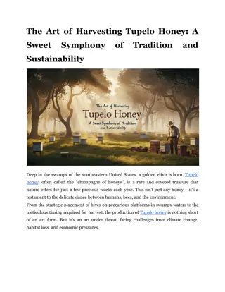 The Art of Harvesting Tupelo Honey: A Sweet Symphony of Tradition and Sustainabi