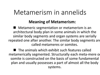 Understanding Metamerism in Annelids: Segmentation and Characteristics