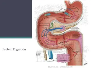 Protein Digestion and Amino Acid Metabolism